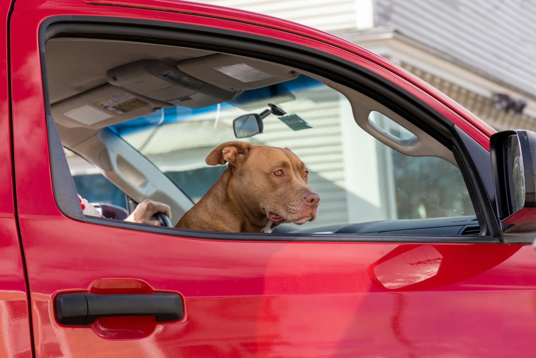 A dog sits inside a red truck, looking out the window with curiosity.